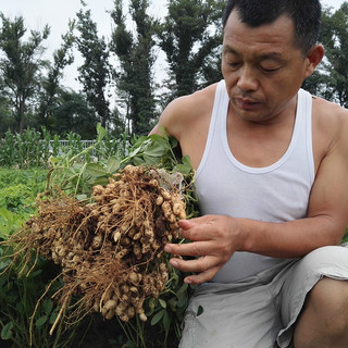 鸢语 山东带壳生花生 新鲜可水煮 3斤
