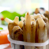康胜谊 鲜活蛏子 贝类