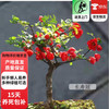 欧芽 长寿冠海棠盆栽 三年老桩 D7