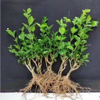 加庭 重瓣茉莉花苗 盆栽