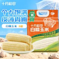 十月稻田 23年新玉米 白糯玉米260g*8 2.08kg 东北糯玉米棒 杂粮礼包