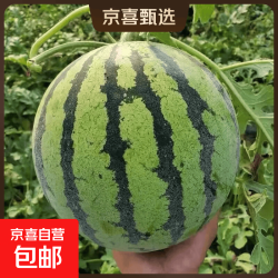美都 精品麒麟西瓜 8-9斤 新鲜应季 脆甜薄皮多汁