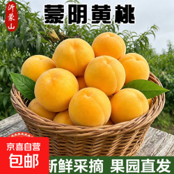 山东蒙阴黄桃新鲜水果黄金桃子脆蜜毛油送礼品物盒 中果 带箱5斤净重4.5斤