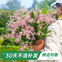 海蒂的花园 梦香文心兰 粉色 8cm盆 盆栽