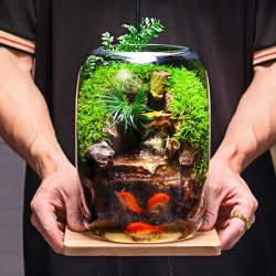 艾格辰 石上清泉生态缸苔藓养鱼