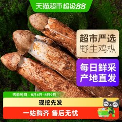 玲珑岭 云南新鲜野生鸡枞菌野生黑帽白帽鸡枞火把鸡枞菌菇可食用 250克