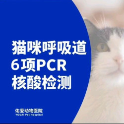 猫咪呼吸道6项PCR样本处理费