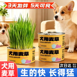 雅礼颂 狗狗专用草大麦犬草消化宠物化毛排毛零食用品棒懒人无土方便培育