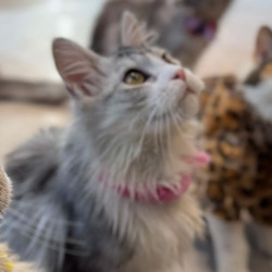 单人撸宠不限时猫咖狗咖