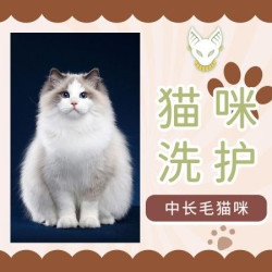 中长毛猫咪基础洗护