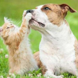 犬猫三联抗体检测