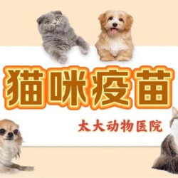 妙三多猫三联1针 | 硕腾妙三多1针