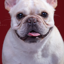 狗洗澡｜B类犬精洗