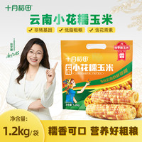 十月稻田 小花糯玉米棒 10月稻田云南西双版纳粗粮