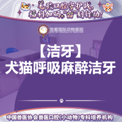 犬猫超声波麻醉洁牙+抛光