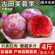 鲜珥家 古田正宗红心芙蓉李大果净重4斤装 单果50-70g