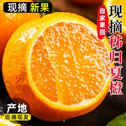 梦三峡 秭归脐橙 新鲜水果