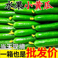 果乡趣 山东水果黄瓜 1500g