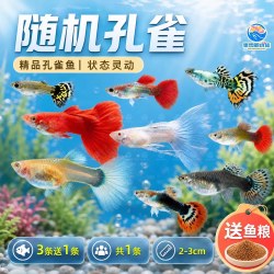 精品孔雀鱼活鱼大型鱼热带鱼苗观赏鱼新手好养耐活淡水凤尾胎生鱼