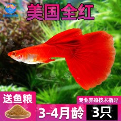 美国全红孔雀鱼纯种大尾巴小型热带鱼凤尾精品鱼苗观赏鱼