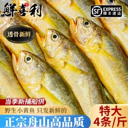 鲜喜利 真正舟山小黄鱼新鲜冷冻深海海鲜水产黄花鱼生鲜冰鲜海鱼商用烧烤