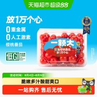 移动端、88VIP：一颗大 樱桃番茄精品粒装小西红柿酸甜爆汁基地直发