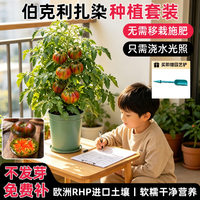 Bloom Life 2026新款伯克利扎染番茄种植小盆栽套装儿童植物观察牛排番茄种子