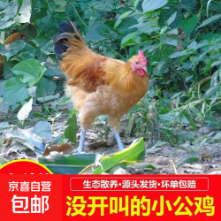 京喜加 大别山新鲜宰杀童子鸡2只装（正宗童子鸡1.2~1.5斤）