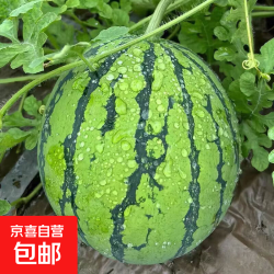 京喜自营-专用品牌 麒麟西瓜之乡郭庙西瓜美都8424新鲜麒麟瓜 8-10斤