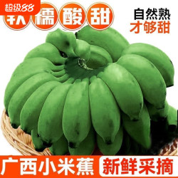 农家自种广西小米蕉鸡蕉拇指蕉应季新鲜水果自然放熟迷你小香蕉