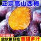 庾丰 当季新疆女神西梅  5斤装（净果4.5斤）甄选果 颗颗甄选 产地直发
