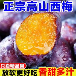 庾丰 当季新疆女神西梅  5斤装（净果4.5斤）甄选果 颗颗甄选 产地直发