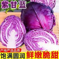 紫甘蓝带箱8.5-9斤