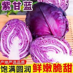紫甘蓝带箱8.5-9斤