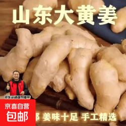 新鲜老姜生姜批发风干无土姜块黄姜月子姜山东大姜新鲜现挖原生态 山东大姜1斤/箱