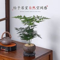 带土球小文竹高度15-25cm