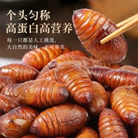 鲜驰 东北鲜活柞蚕蛹 高蛋白 其他肉类