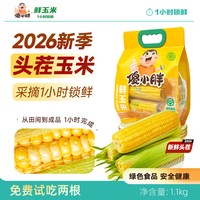 傻小胖 香糯玉米棒玉米段真空锁鲜内蒙古糯玉米试吃