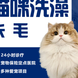 精致洗澡┃长毛猫