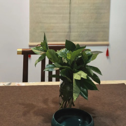 小包间（2-4人）2小时茶套餐，棋牌掼蛋