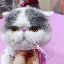 短毛猫咪•雪地靴造型•洗美套餐