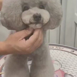小型犬美容5公斤以下 半手剪