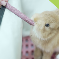 撸兔rua兔｜双人套餐｜零食互动