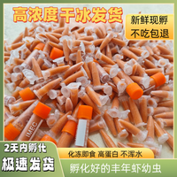 冰冻丰年虾幼虫新鲜免孵化超浓无水小型鱼苗开口孔雀鱼丰年虾虾卵