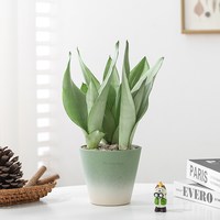 芊诗语 直播植物组合 观叶植物 室内盆栽 奶油圆盆 吉利红