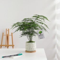 芊诗语 富贵竹 观叶植物 盆栽 富贵竹-岩米谧境盆