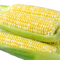 滇味十足 云南金银双色水果玉米 3斤