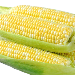 滇味十足 云南金银双色水果玉米 3斤