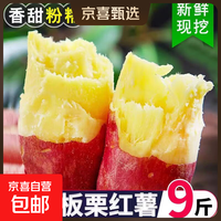 京喜 正宗黄心板栗红薯新鲜沙地蜜薯粉糯香甜宝宝辅食直播间京东包邮 板栗红薯 1斤 含箱 中大果（单果3两起）