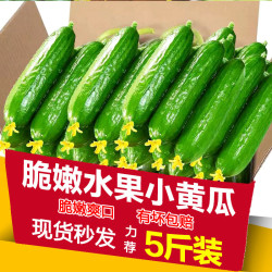 果仁伊 现摘水果小黄瓜新鲜黄瓜甜脆小青瓜荷兰蔬菜农家自种生吃5斤